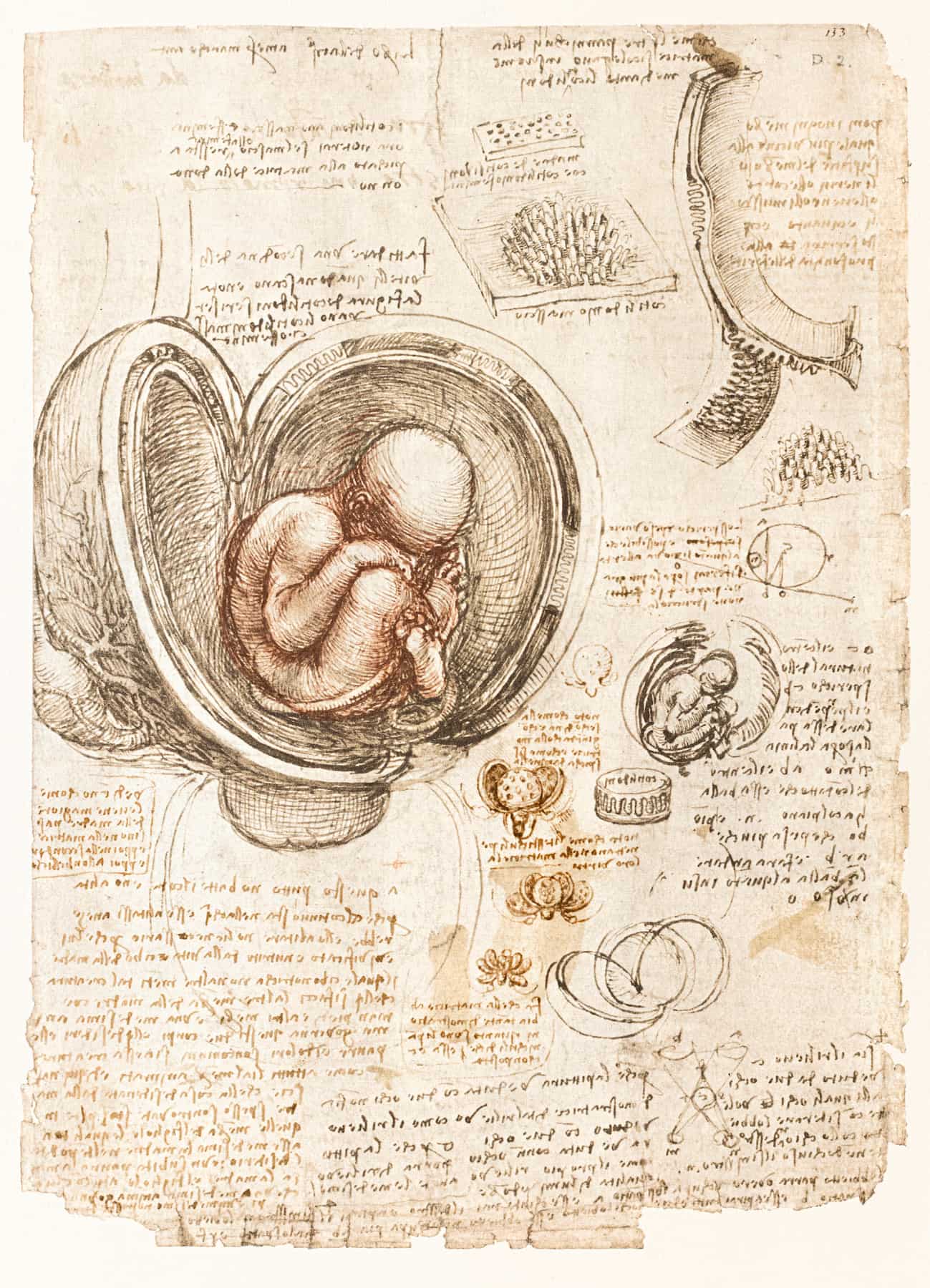 Léonard de Vinci, Foetus dans l’utérus