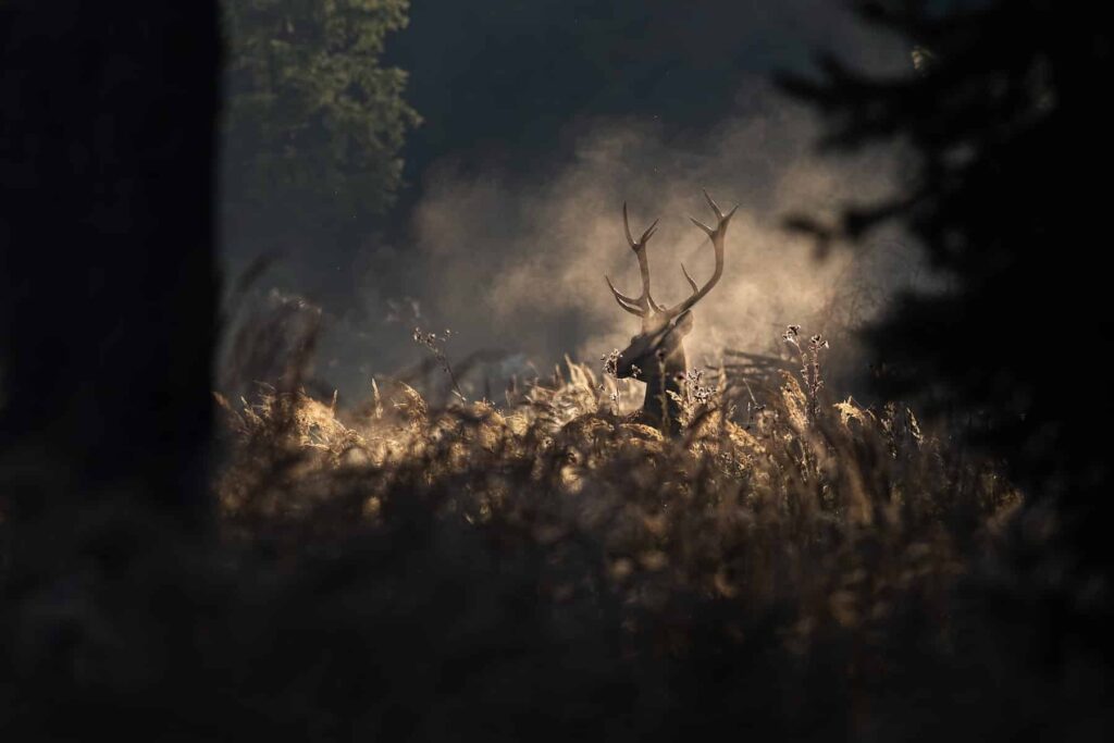 Cerf à Chambord