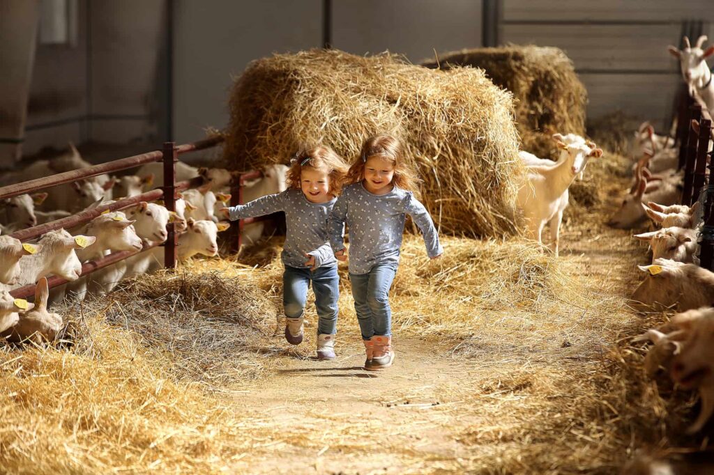 ferme du colombier nièvre