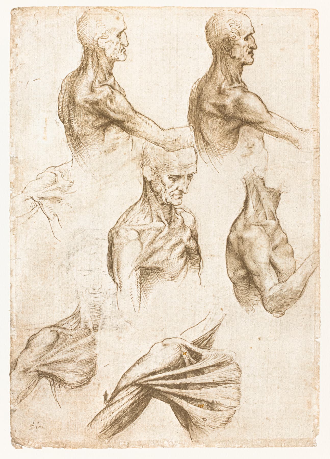 Léonard de Vinci, folio du codex de Windsor (fac-similé), Anatomie superficielle de l’épaule et du cou