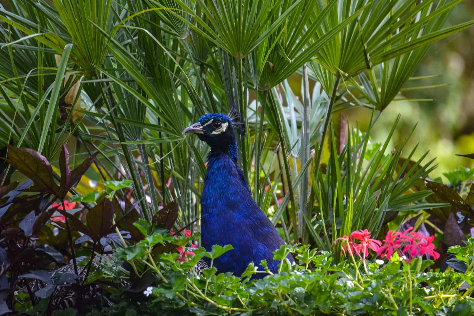 parc zoo du reynou