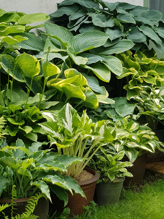 Jardin de Chantal