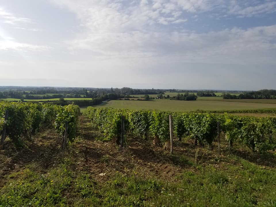 le vignoble de venesmes