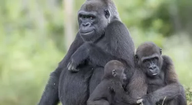 la-vallee-des-singes-bebes