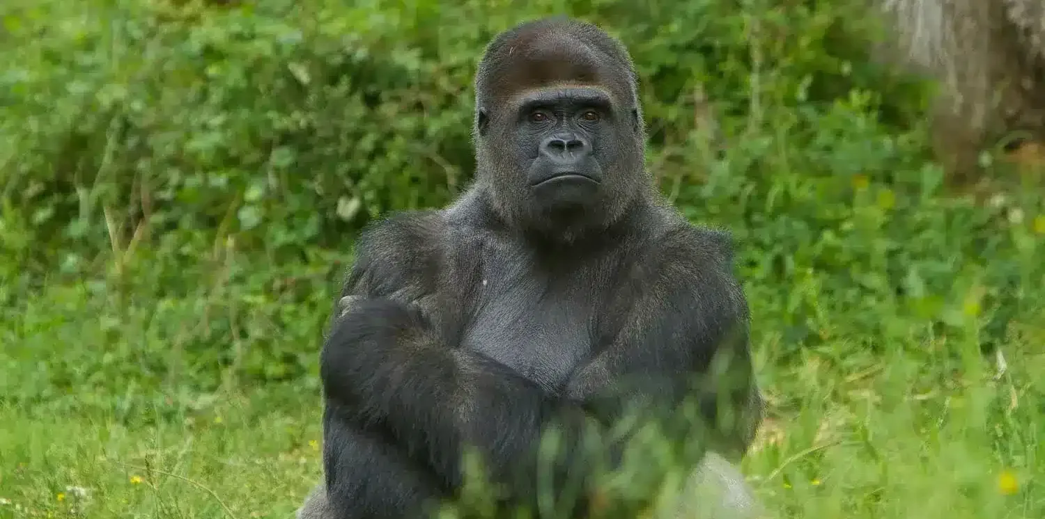 la-vallee-des-singes-c-lvds gorille