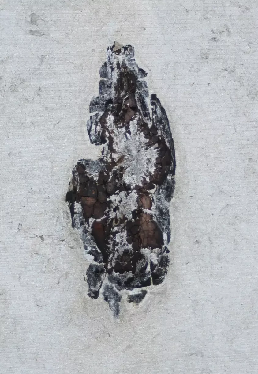pierre de bourgogne bois fossilisé intégré au calcaire