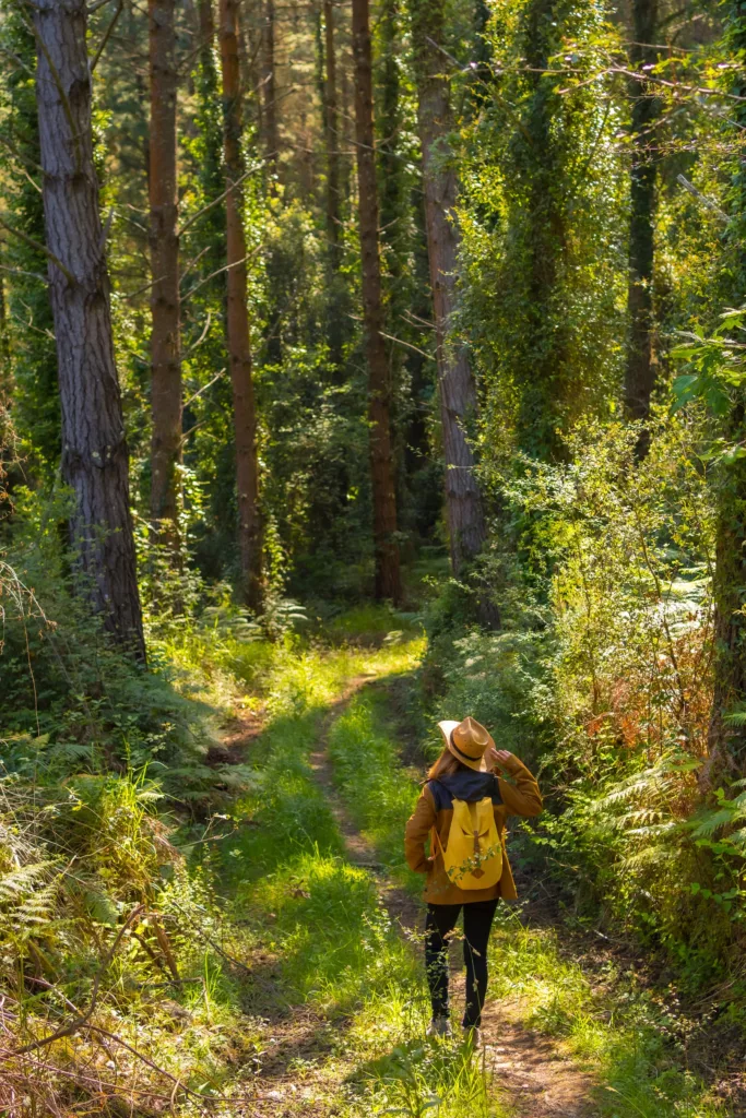 une randonnée en forêt