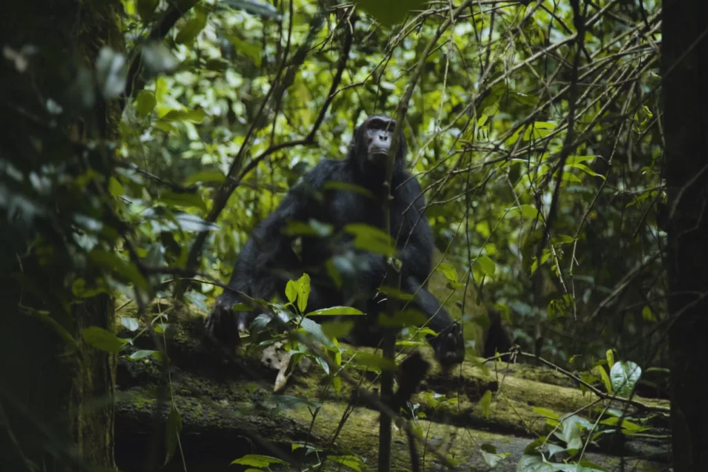Chimpanzé assis sur un tronc d'arbre dans le parc de Kibale