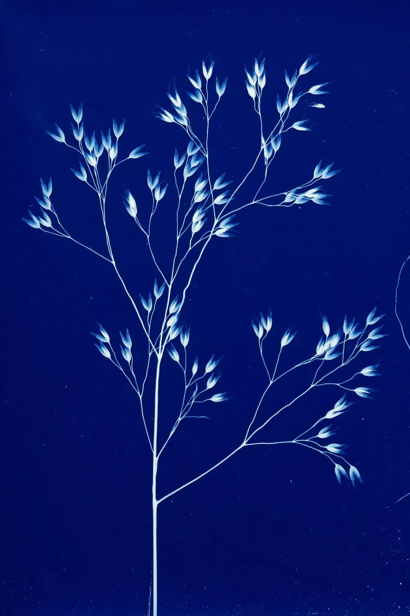 création d un cyanotype avec aline-heau atelier animations été tourisme terres du val de loire