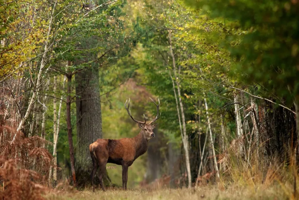 Cerf dans la forêt de Sologne