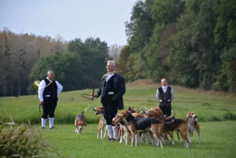 Chiens de chasse à courre