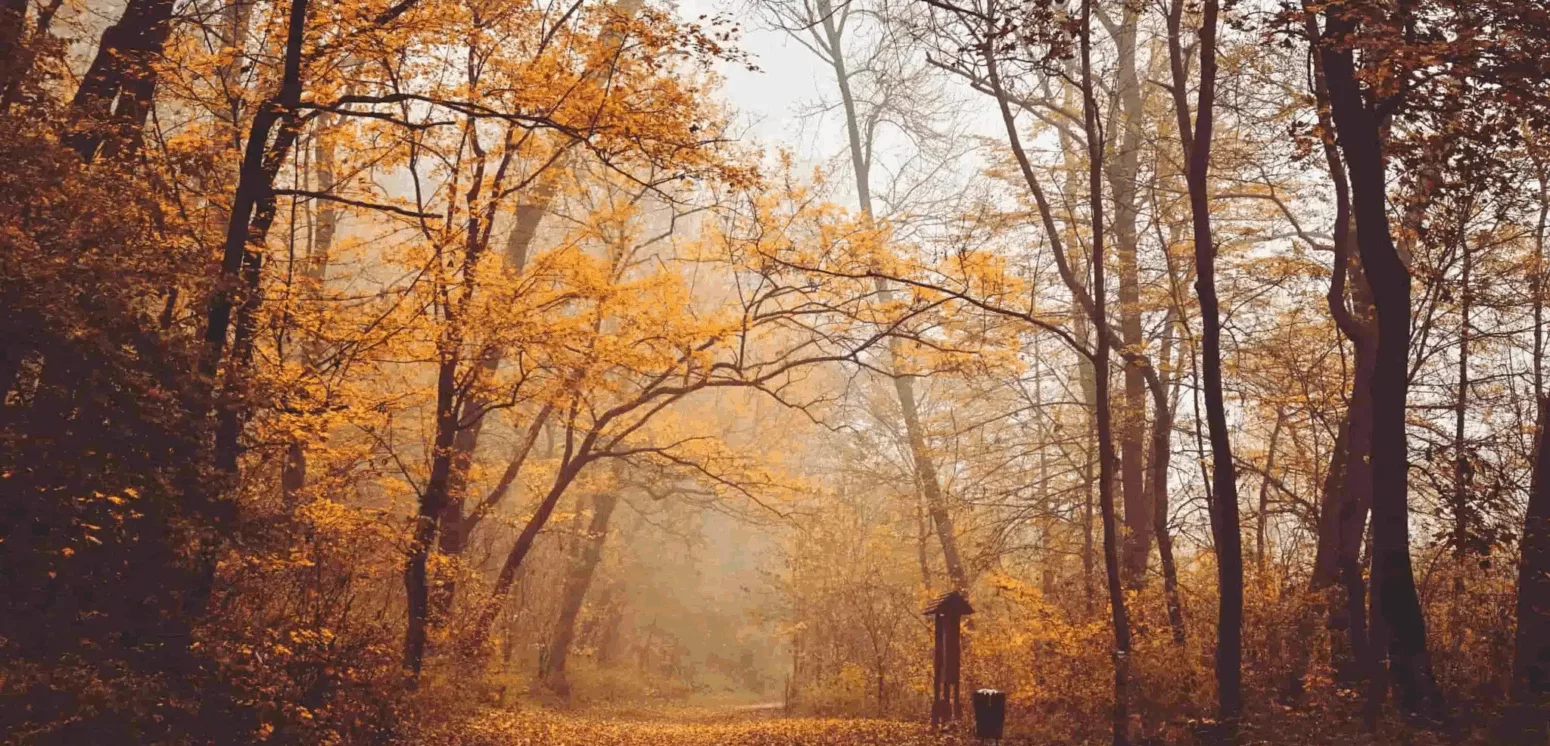 Forêt automne vallée de la Loire
