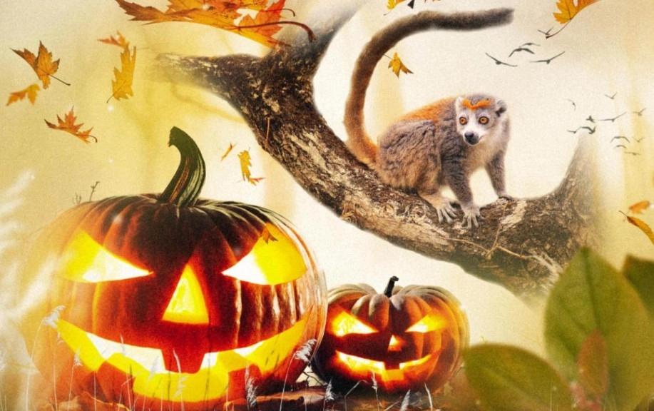Halloween réserve zoologique de la haute-touche