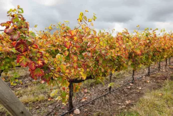 D’un verre à l’autre en Terre de Loire Association Livres et Vins