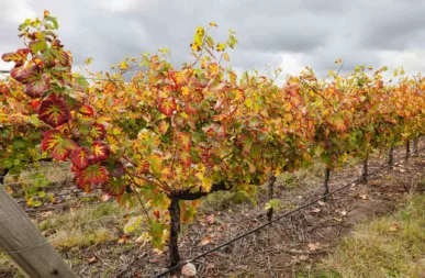 D’un verre à l’autre en Terre de Loire Association Livres et Vins