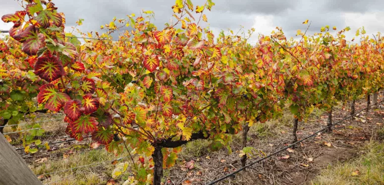 D’un verre à l’autre en Terre de Loire Association Livres et Vins