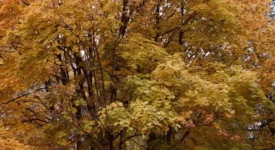 que faire quand il pleut dans la Nièvre