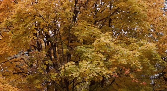 que faire quand il pleut dans la Nièvre