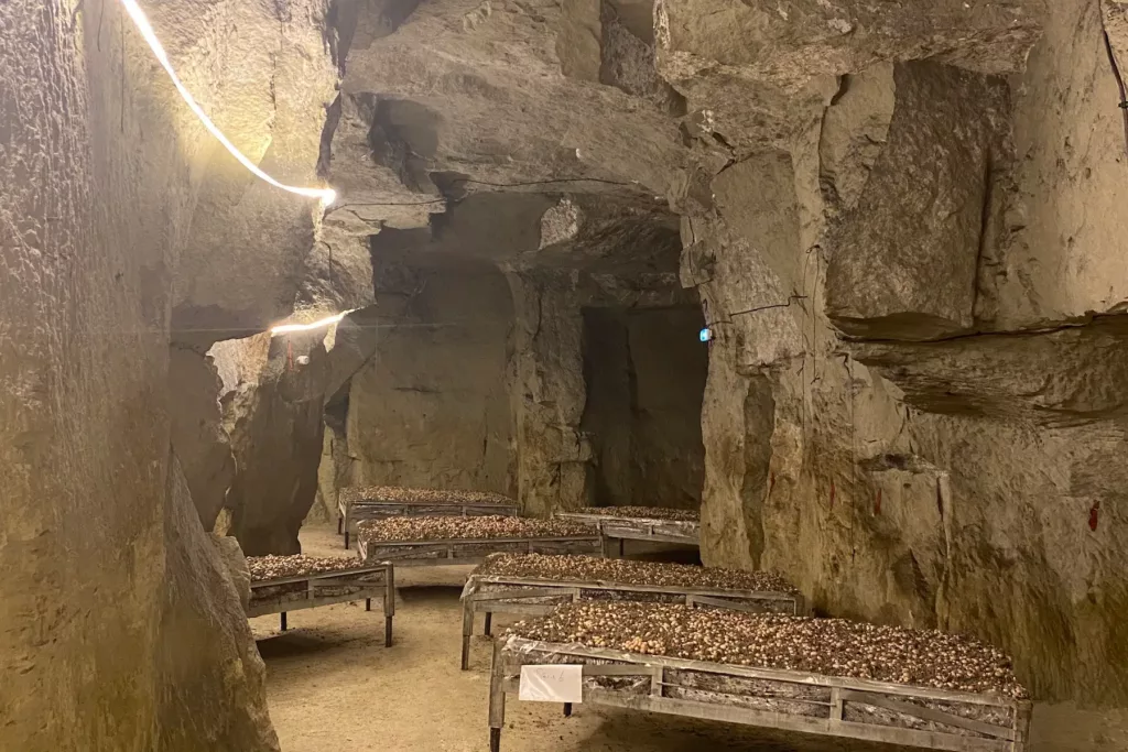 Visite de la champignonnière Route des Savoirs-faire