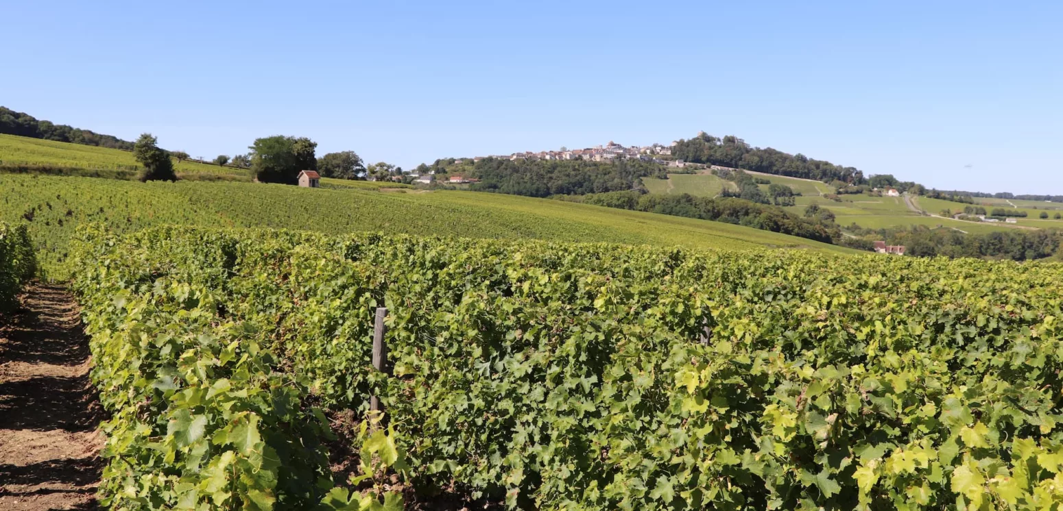 Les vignes de Sancerre