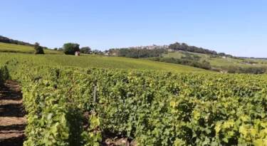 Les vignes de Sancerre