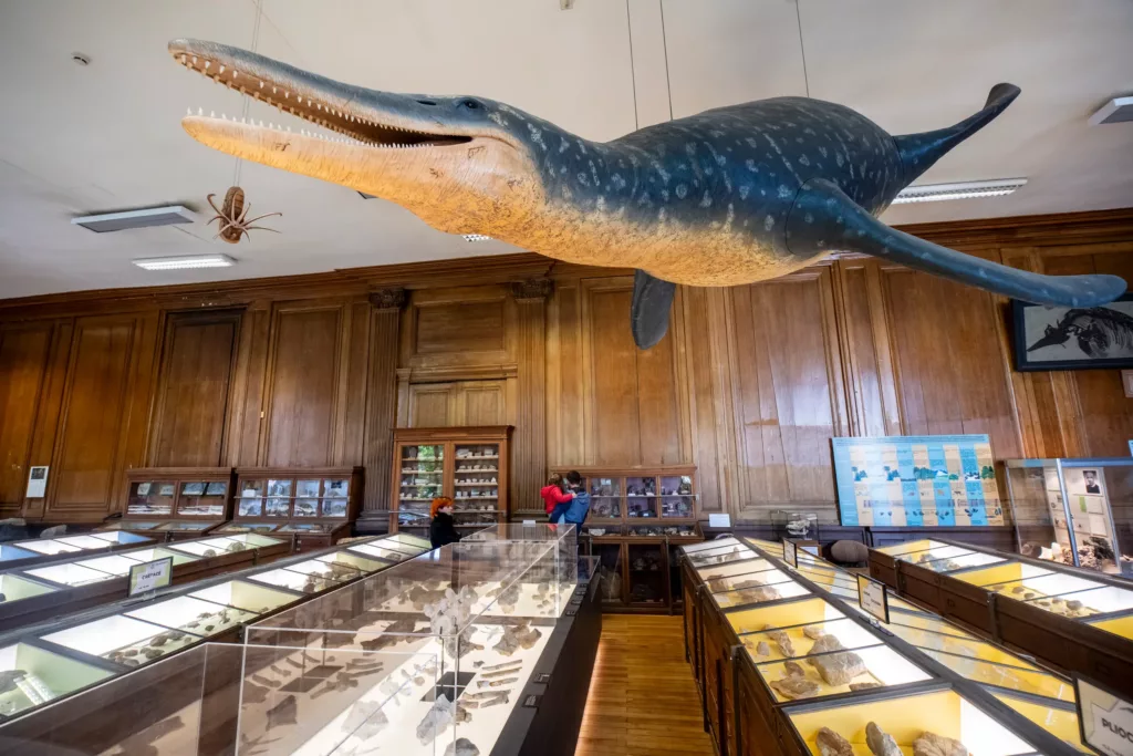 que faire quand il pleut en anjou-Museum_des_sciences_naturelles-tourisme