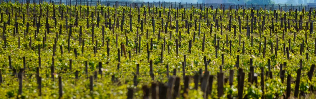 Vigne à Sancerre, domaine durand