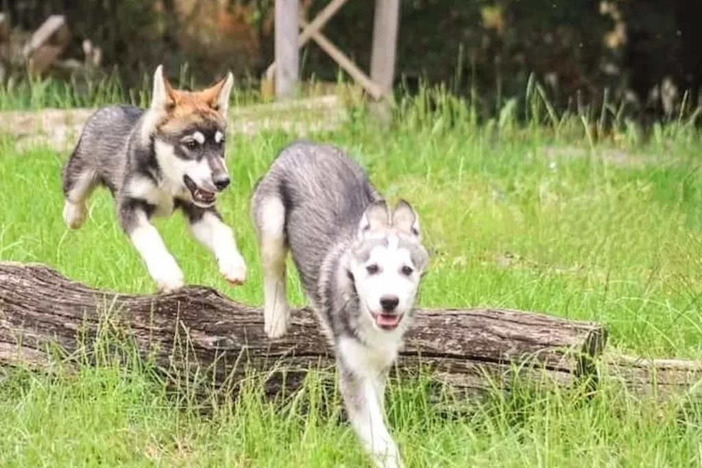 Kolyma Chiens de traineau nordique