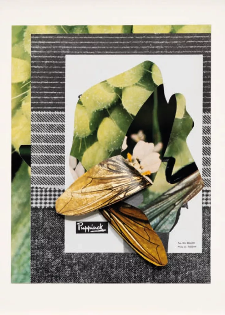 eleonore false collage decoupage photo nicolas brasseur cccod