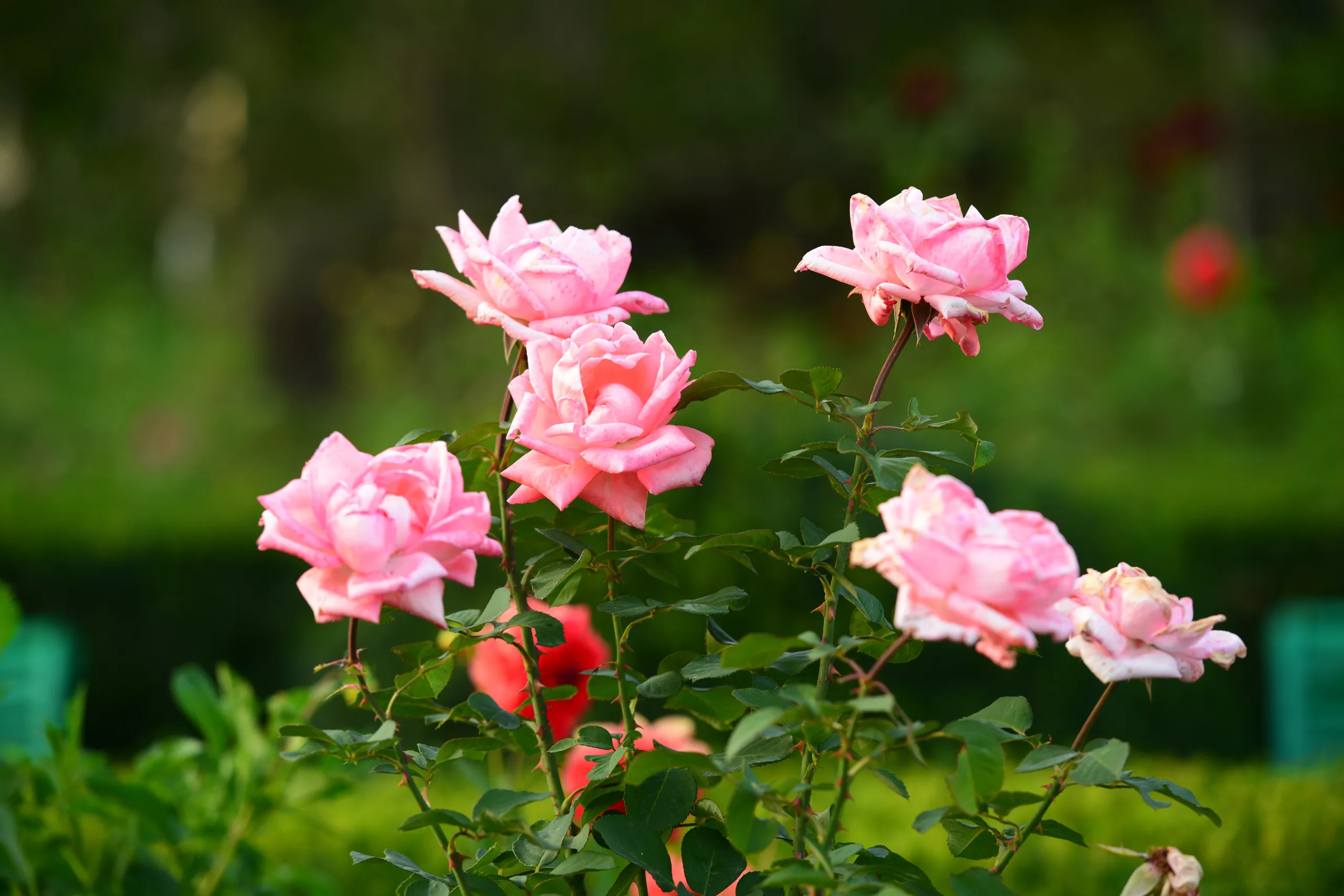 La Foire aux Rosiers 2026 à Bellegarde (Loiret)
