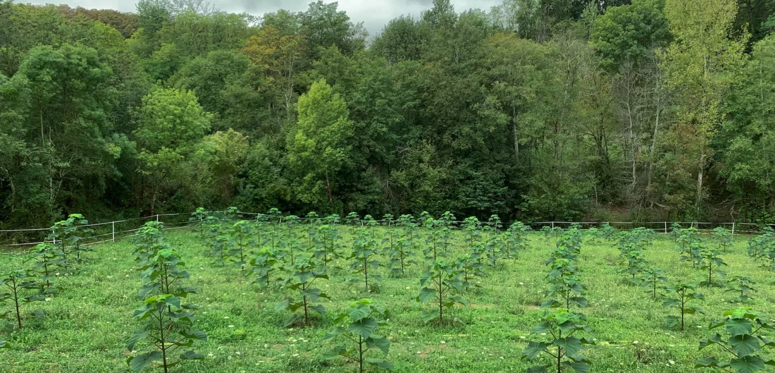 Treesition My Loire Valley