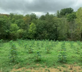 Treesition My Loire Valley