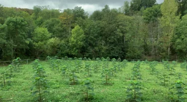 Treesition My Loire Valley