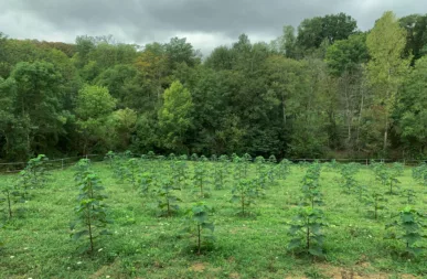 Treesition My Loire Valley