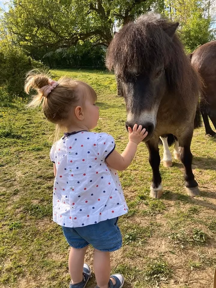 L'élevage de Tyrtée : poneys de toutes sortes
