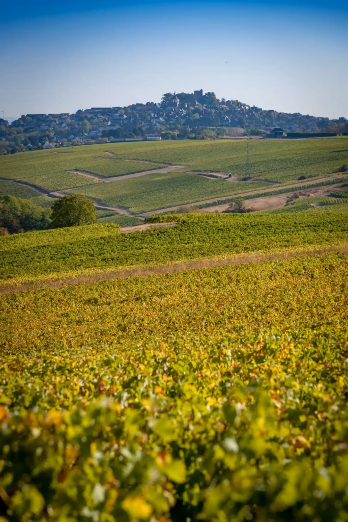 vignoble Château de Sancerre
