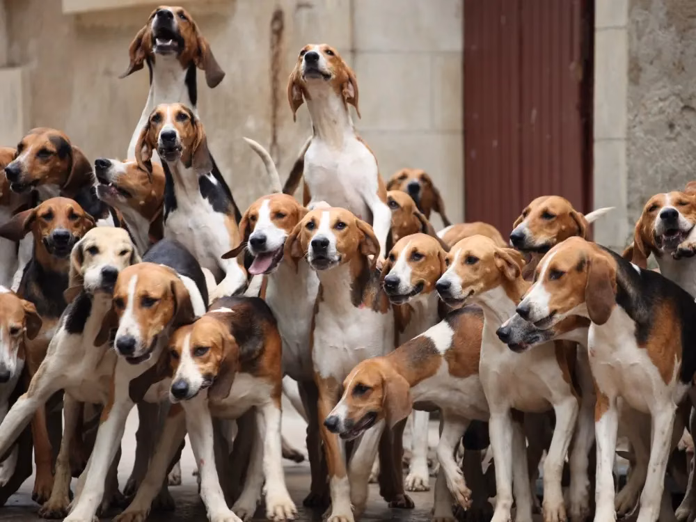 A crowded group of beagle dogs standing close together in an alley or street setting.
