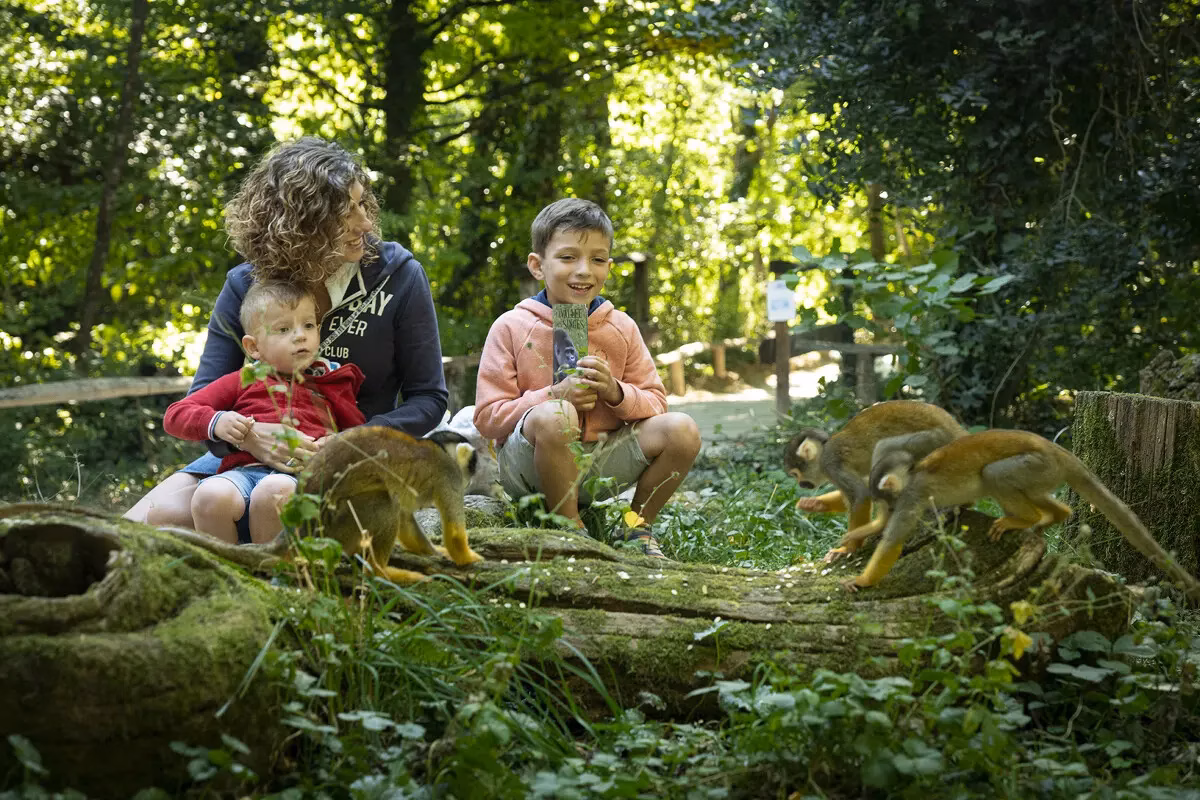 La Vallée des singes à Romagne