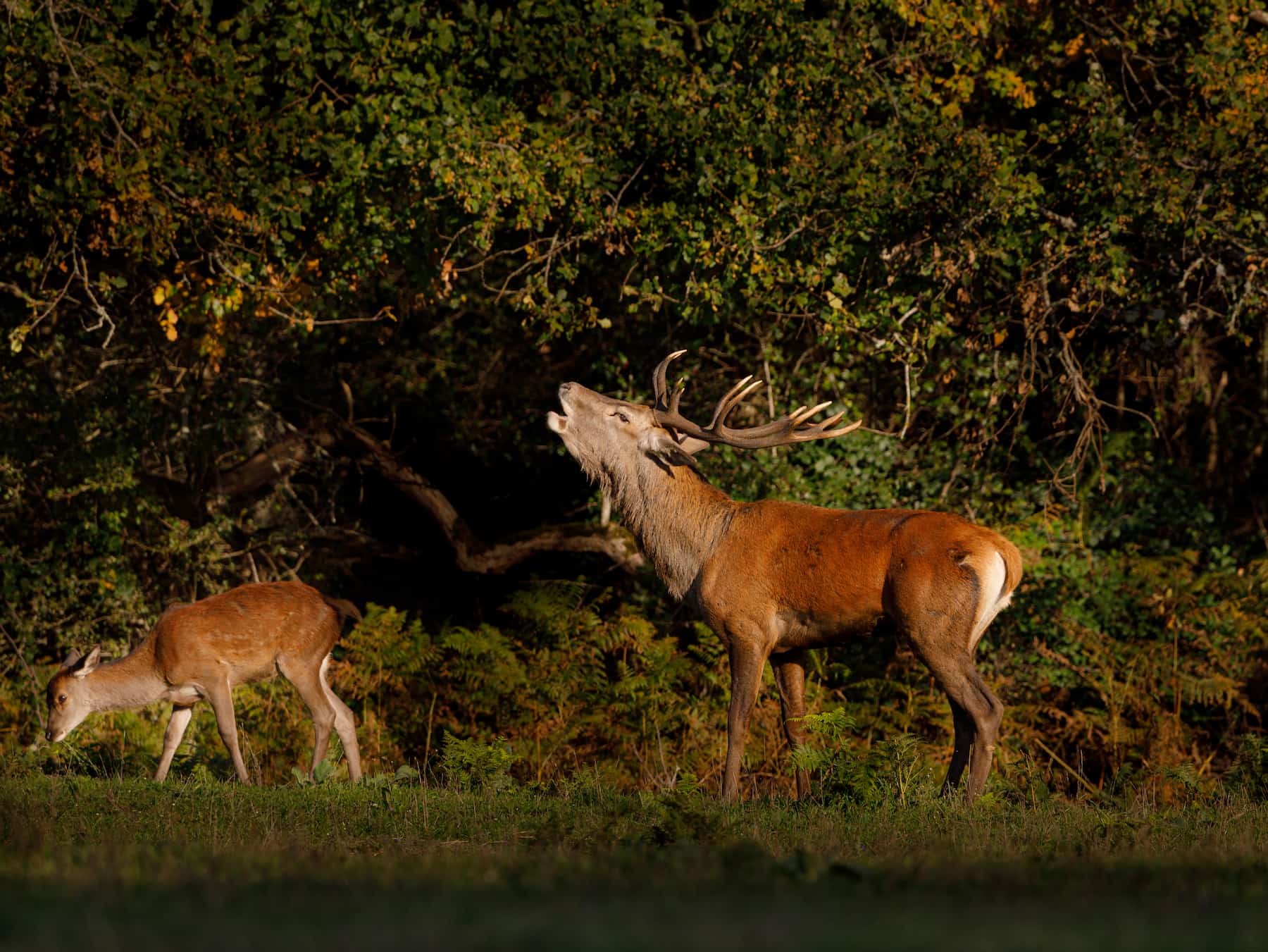 Brame du cerf