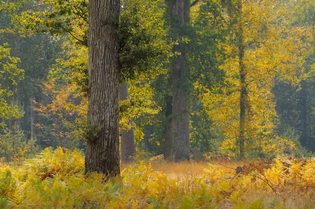 MassifdeLorris_automne_642_BQuintard